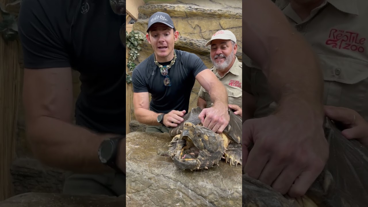 Got a vicious snapper 🐢