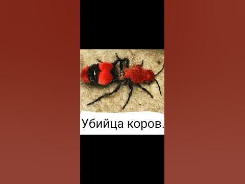 Самые необычные насекомые в мире.🌎 - YouTube