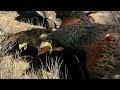 Harris Hawks Hunt Together | Deadly 60 | Earth Unplugged