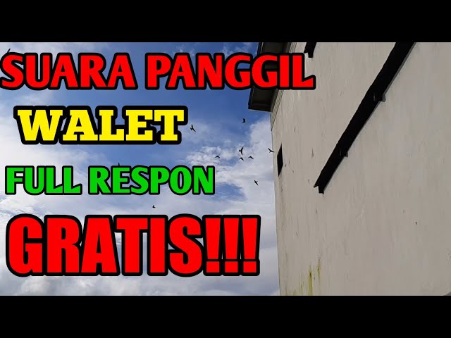 suara panggil walet terbaik jernih super respon class=