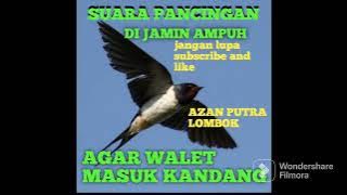 SP-SEDOT ANAKAN DAN LIAR AMPUH TARIK INAP#SUARA#WALET SEJAGAD RAYA