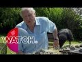 David Attenborough’s Natural Curiosities: Bran The Raven | Watch