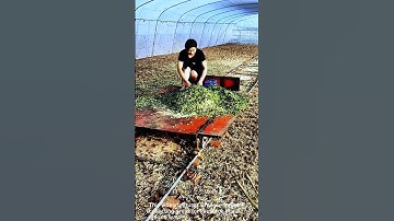 Innovative method for collecting grass- Good tools and machinery can increase work efficiency