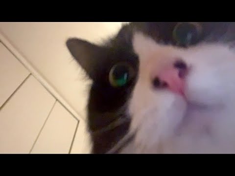 巨猫に踏みつぶされたい人向け - YouTube