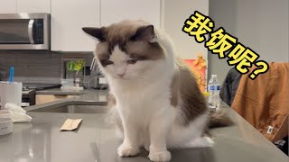 乖仔小猫咪等吃饭