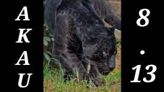 Akau 8:13 flutter back tanpa diragukan lagi sedotannya