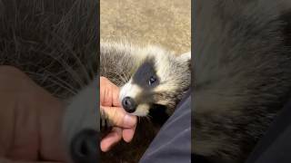 Raccoons are ridiculously clever, but that doesn’t make them good pets.
