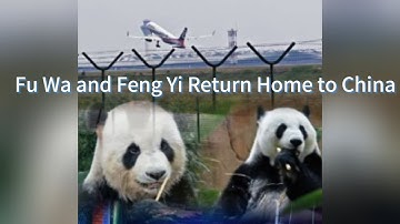 Farewell Malaysia: Pandas Feng Yi and Fu Wa Start New Chapter Back in Hometown Sichuan #panda #news