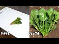 スーパーで買ったほうれん草の再生栽培(リボベジ) / How to regrow spinach from store-bought spinach