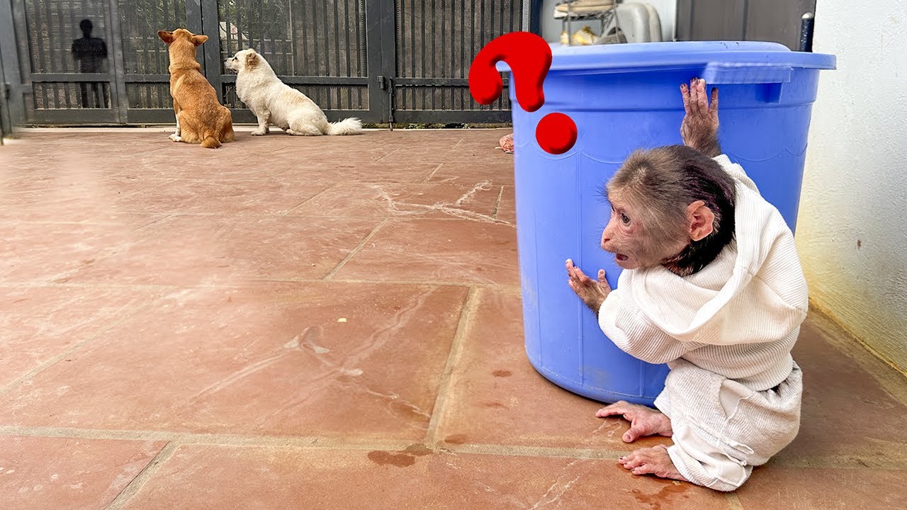 Lala becomes Alert and Worried every time she hears a sound at the gate!