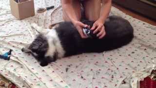 Shaving your Australian Shepherd at Home