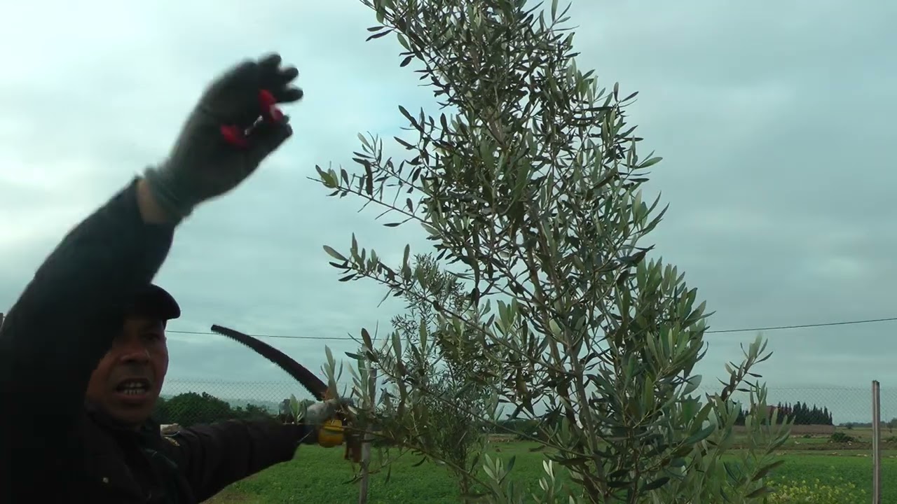 تكوين أشجار الحوزية تم غرسها بعد تجاوزها 3 سنوات و شمخ عمودها الفقري