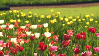 The Garden Gurus - Tulips of Araluen