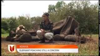 Poaching News Story For Ebru Africa News