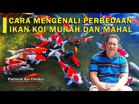 Video: Perbezaan Antara Mahal Dan Mahal