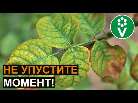 Видео: Листья растения Ti желтеют – диагностика растения Ti с желтыми листьями