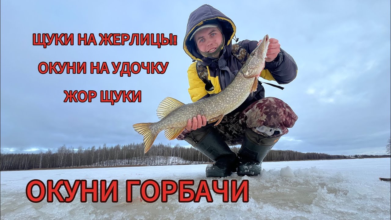 РЫБАЛКА НА ЖЕРЛИЦЫ. МОНСТРЫ. ЖОР ЩУКИ ОКУНИ ГОРБАЧИ НА УДОЧКУ И ОКУНИШКИ.