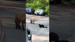 Fox vs cat full video