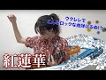 『紅蓮華』を高校生ウクレレジュニア世界チャンピオンが弾いてみた / I played "Gurenge" from Demon Slayer OP ⎹ by rena