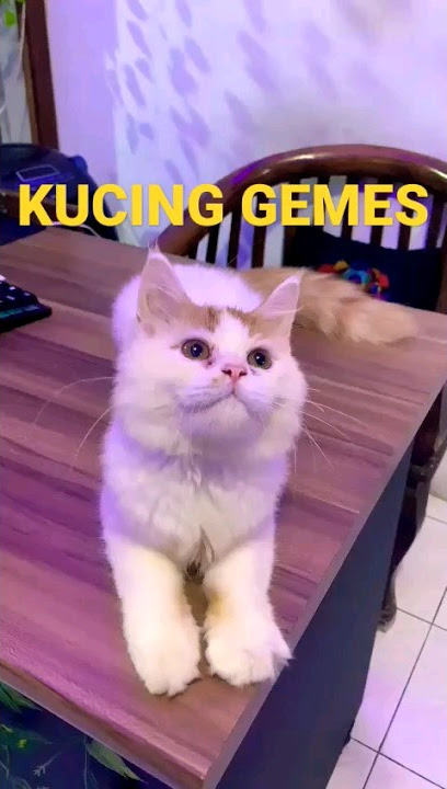 KUCING GEMES !! #shortsfeed #shorts #kucinglucu #kucing #kucingterlucu #pets #kucinggemes#subscribe