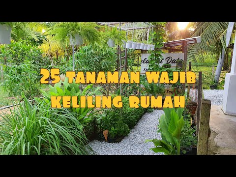 Video: Menanam Di Bawah Pokok - Tumbuhan atau Bunga Apa yang Tumbuh dengan Baik Di Bawah Pokok