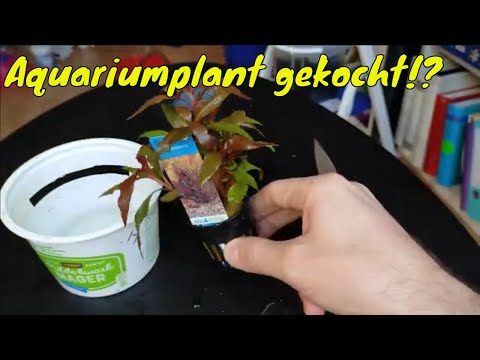 Video: Hoe Aquariumplanten Te Planten?