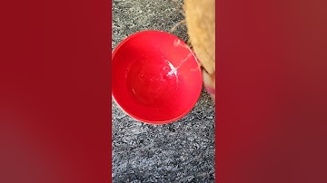 HOW TO OPEN A COCONUT IN JUST 20 SECONDS #shorts