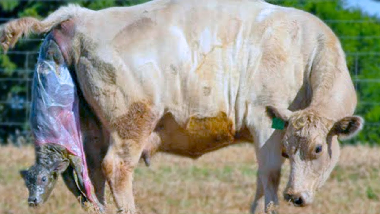 هكذا تلد الابقار صغارها سبحان الله... شاهد 10 حيوانات أثناء عملية