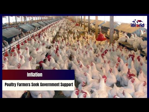Inflation: Poultry Farmers Seek Government Support