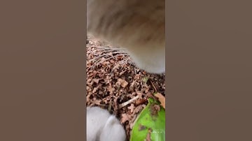 Insta 360 are having a sale. Link in bio #insta360 #cat #meow