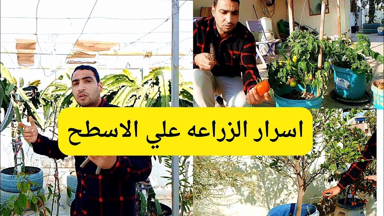 ثلاث خطوات لنجاح الأشجار المثمره علي سطح المنزل