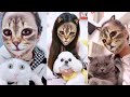 Cat and Dog Reaction to Cat Filter - Funny Cats &amp; Dogs with Cat Filter