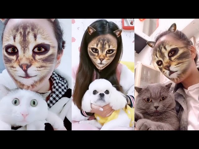 Cats reacting to a cat filter : r/funny