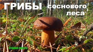 Грибы соснового леса.Mushrooms