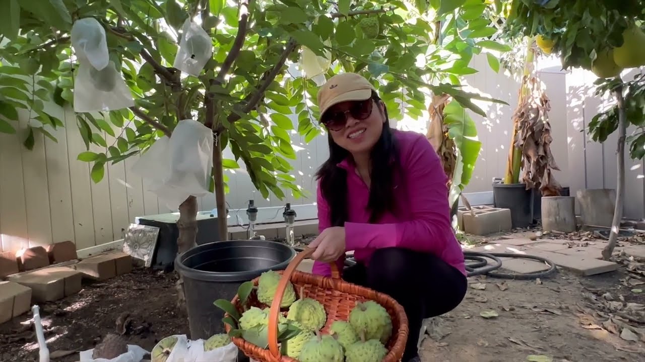 Урожай гигантской атемойи Геффнера, Пейджа, AP. Как определить, что сорт атемойи не будет легко р...