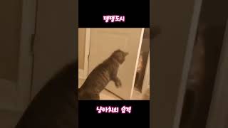 [곰탈 고양이] 댕댕도시 냥아치의 습격