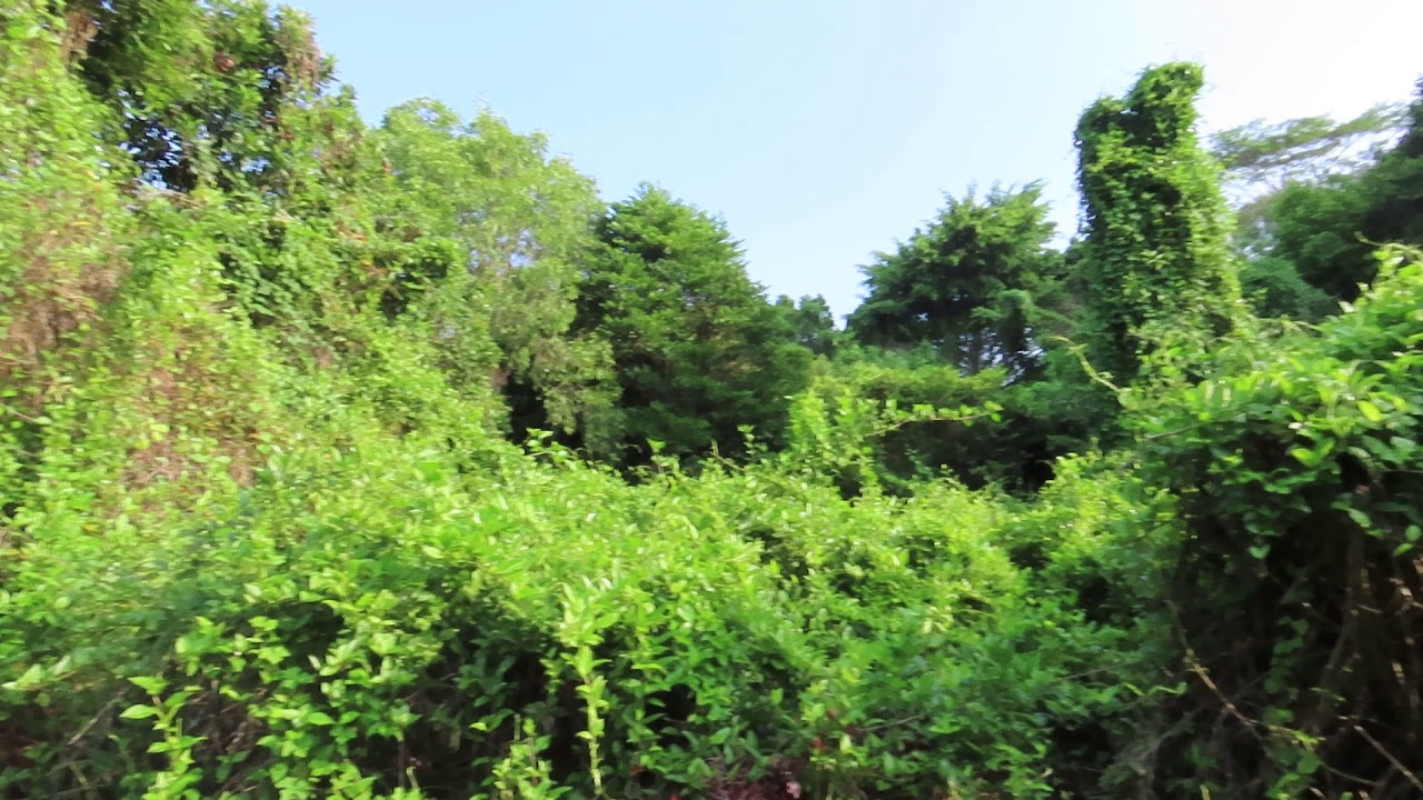 Canon SX 70 HS Open Box Test Video4 Full HD