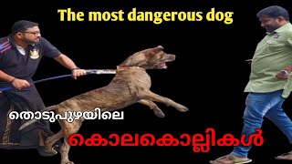 fila brasileiro ലോകത്തിലെ ഏറ്റവും അപകടകാരികൾ.The most dangerous dog..part 1..Leash Talks