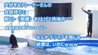 『鴨川シーワールド』シャチパフォーマンス♪  終了後の 練習時間の可愛い ひとコマ❤