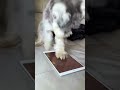 Funny Dogs Doing the Most Random Things! #RandomDogs #FunnyPets