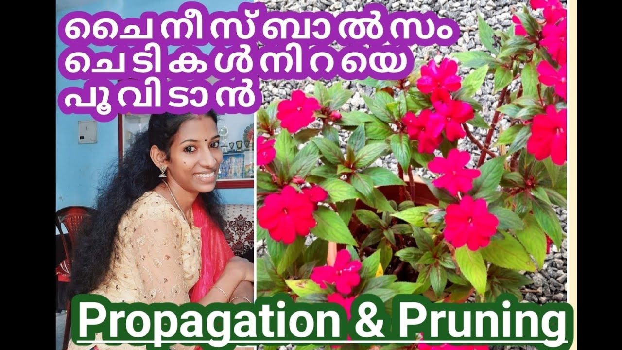 ചൈനീസ് ബാൽസം ചെടികൾ നിറയെ പൂവിടാൻ ഇങ്ങനെ ചെയ്തു നോക്കൂ #chineese balsam #propagation and caring