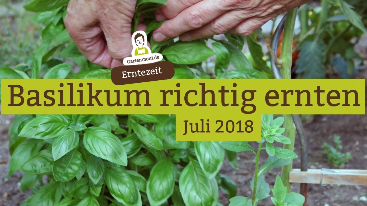 Basilikum Richtig Ernten Damit Er Nachwächst Basilikum richtig ernten und schneiden - YouTube