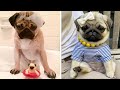 Funniest and Cutest Pug Dog Videos Compilation 2020 #7