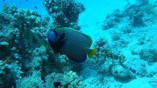 Красное море под водой 2013 FullHD - Red Sea Underwater