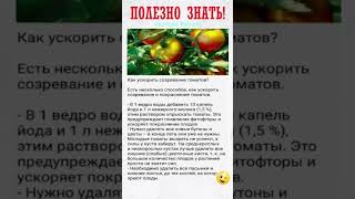 ПОЛЕЗНО ЗНАТЬ! Как ускорить созревание томатов #shorts #советы  #рецепты