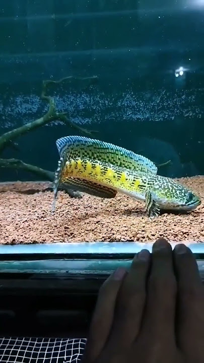 Channa Auranti fish flaring style |  Channa Auranti's progress #channa #youtube #shorts #auranti