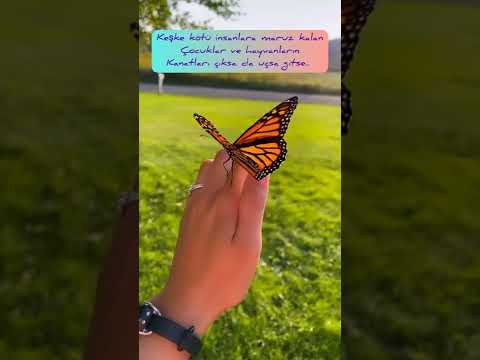 Video: Kelebek Çalı Çeşitleri - Manzara İçin Farklı Kelebek Çalılar
