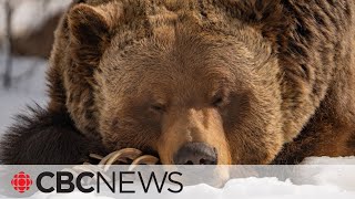 How bears hibernate