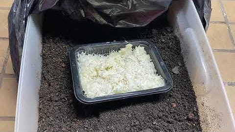 Time to make some IMO 1 Indigenous micro organisms for my organic living soil garden