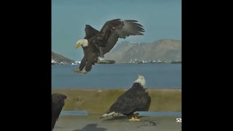 slow motion eagle landing